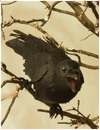 Raven by Aimée Baldwin