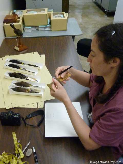 Research at the Bishop Museum, Oahu.