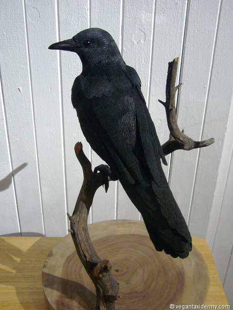 American Crow (Corvus brachyrhynchos), 3-D crepe paper sculpture by Aimée Baldwin