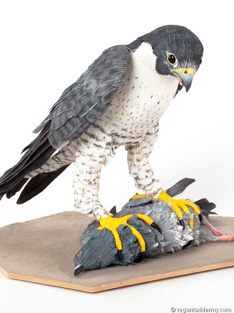 Peregrine Falcon (Falco peregrinus), 3-D crepe paper sculpture by Aimée Baldwin