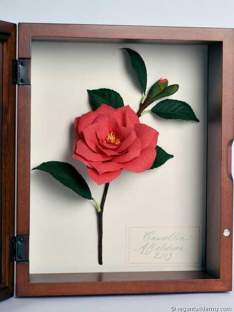 Garden Camellia (Camellia japonica), 3-D crepe paper sculpture by Aimée Baldwin